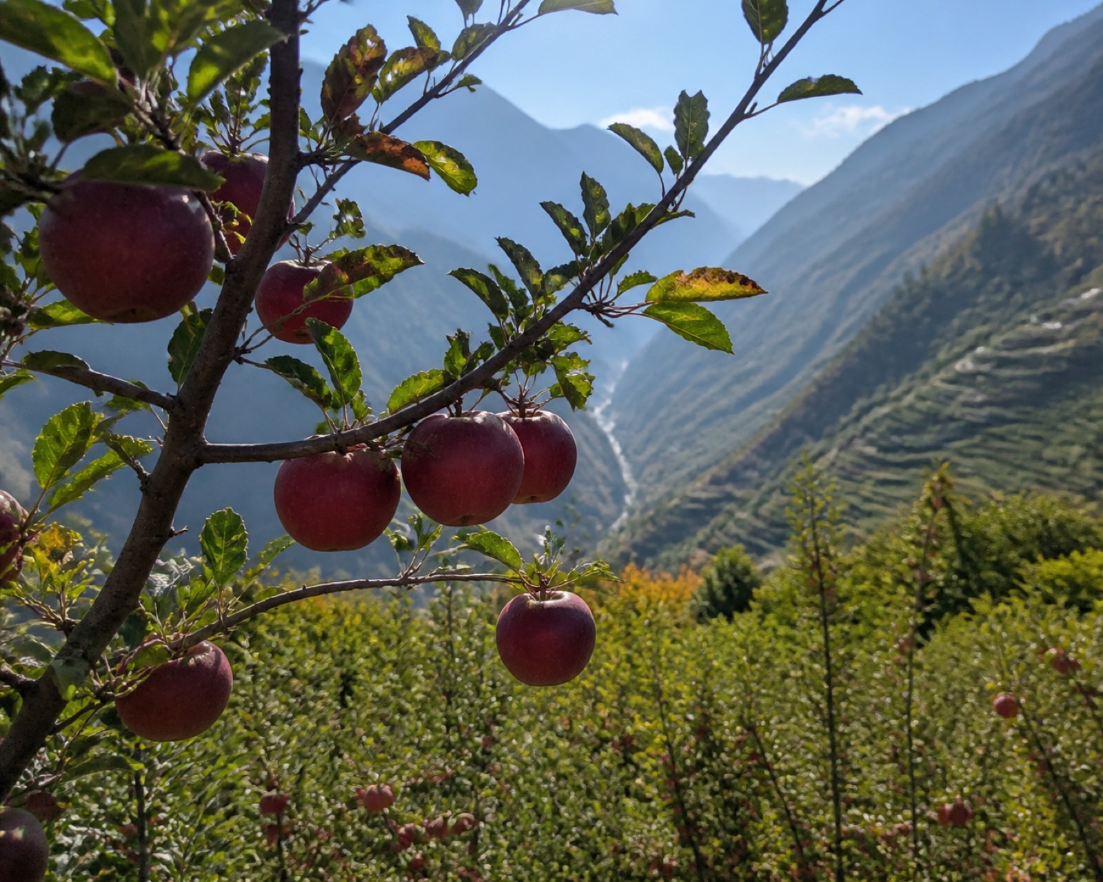 Ripe apples growing on a tree in Kullu district