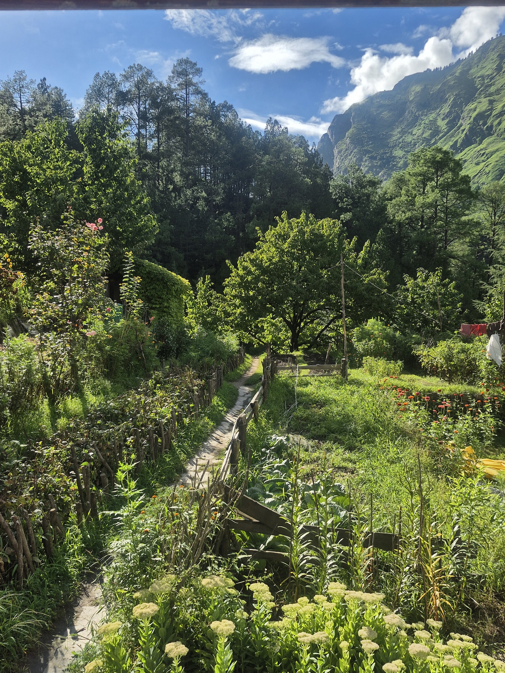 A narrow garden path moving between flowers, trees and mountain slopes