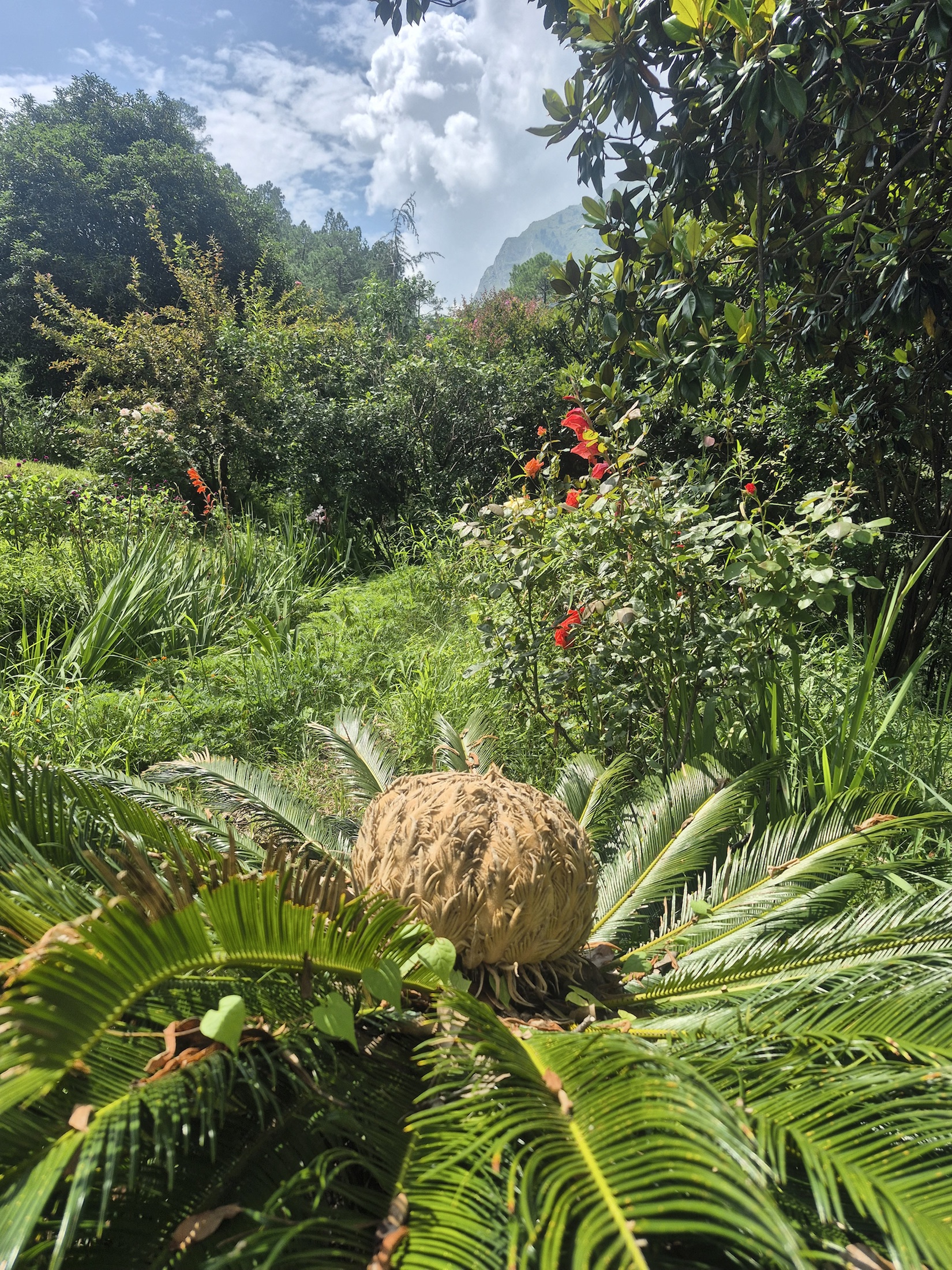 Lush mountain garden with flowers, cycads and cloud-covered slopes