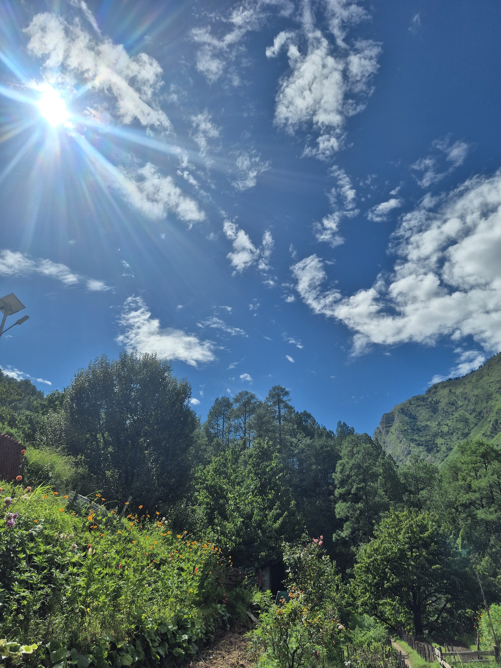 Bright sun and scattered clouds over pines, flowers and a green mountain ridge