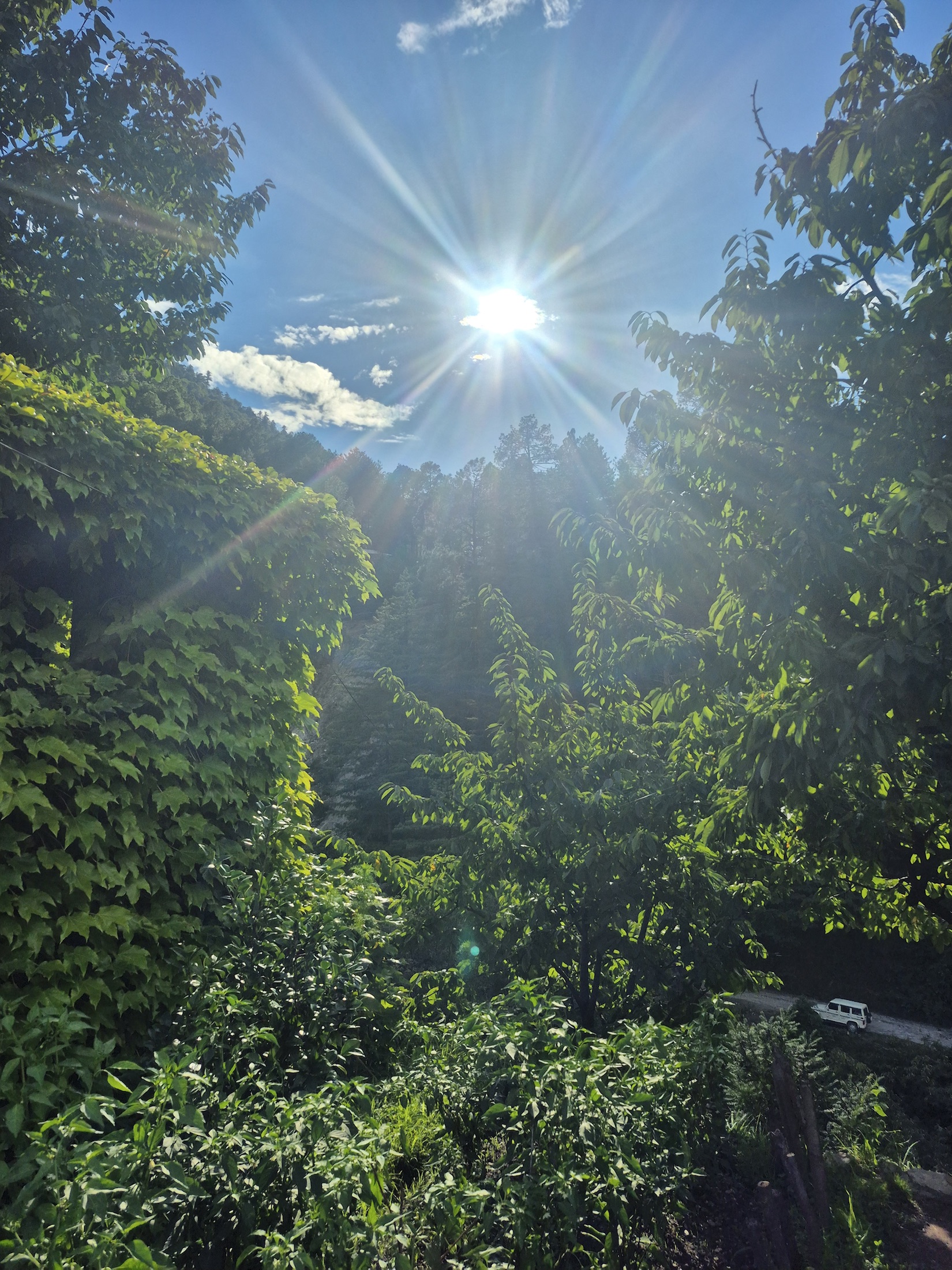 Sunbeams reaching through leafy trees above a mountain road